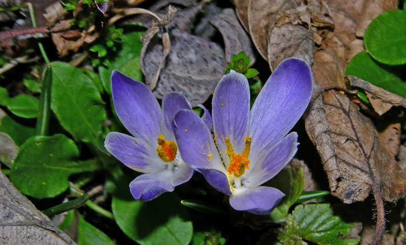 Tussilago farfara, Petasites albus e Crocus